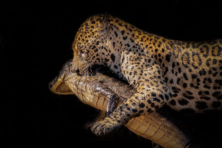 100 Noord Pantanal, jaguar.jpg
